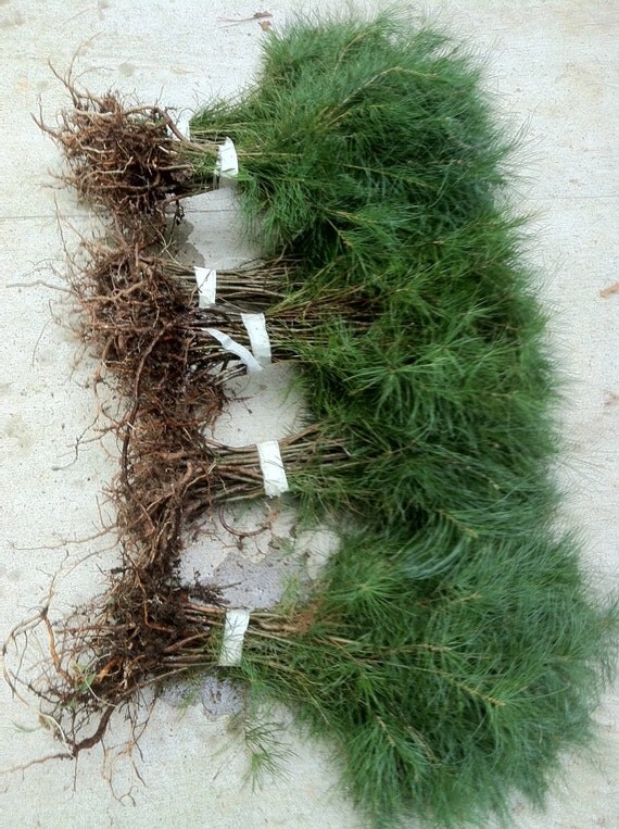 tree seedlings in bulk tree seedlings in bulk