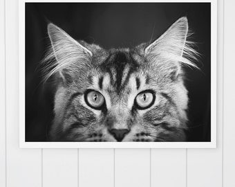 Black and White Cat Photo, Maine Coon cat print, Maine Coon Photo, animal art print, Cat Print, cute kitten, cat art, nursery decor