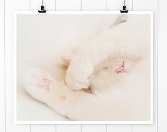 White Cat Photo, Sleeping cat print Cat Nose Photo, Kitten Print, White Cat Print, cute kitten, kitty, pink cat nose, cat art, nursery decor