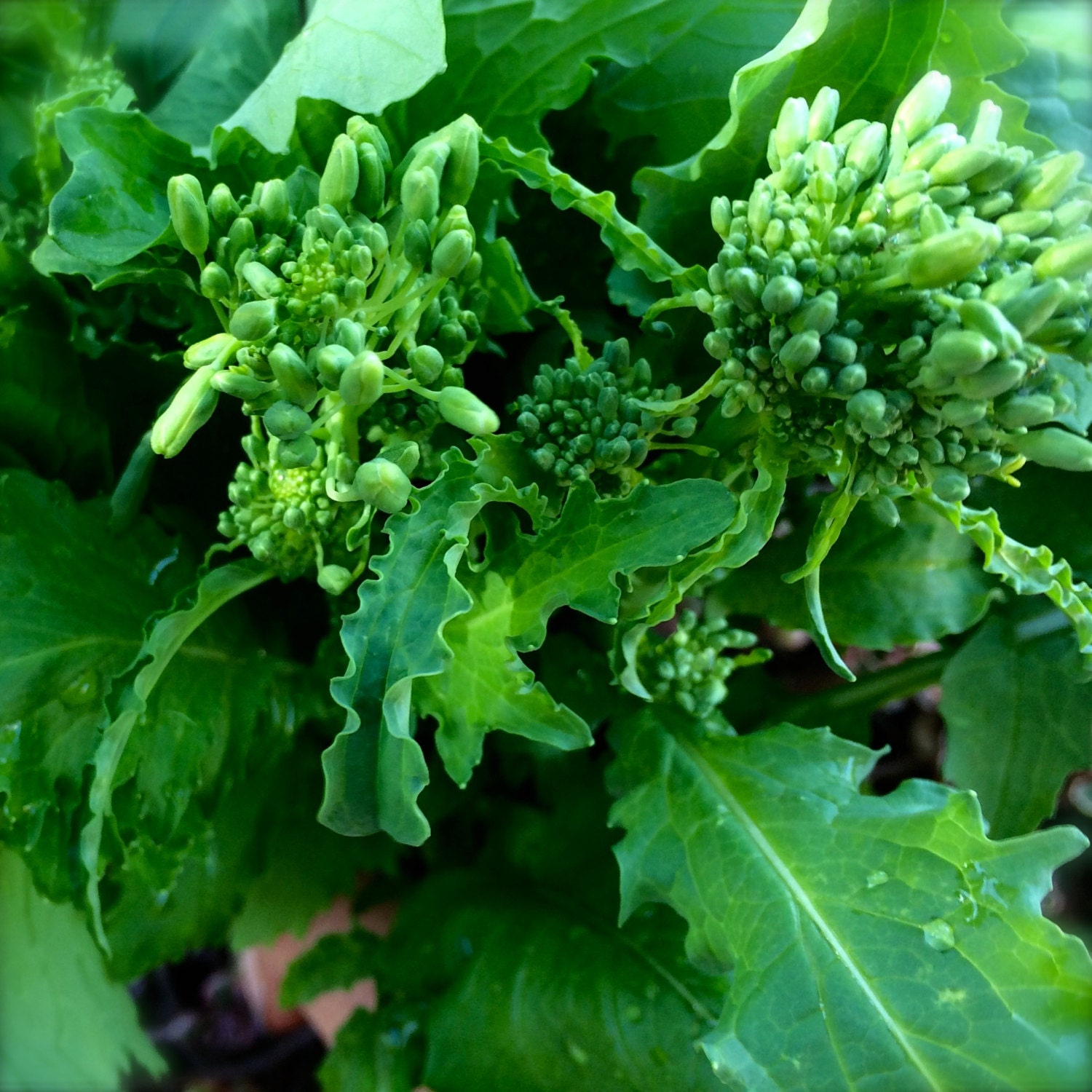 broccoli rabe seedlings broccoli rabe seedlings