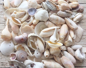 Craft Shells With Holes, Bulk Seashells, Gulf Coast Sea Shells, Sanibel Island Florida Seashells With Natural Holes Craft Supplies, 1LB/2LB