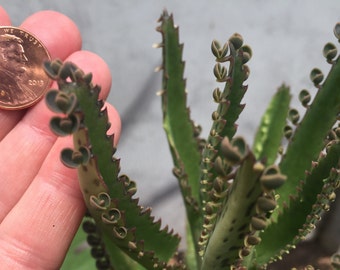 Spider Plant Baby Live Plant Sale Grow Your Own Spider Plant