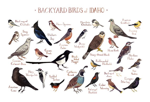 names of back yard birds 2017 2018 best cars reviews names of back yard birds 2017 2018 best cars reviews