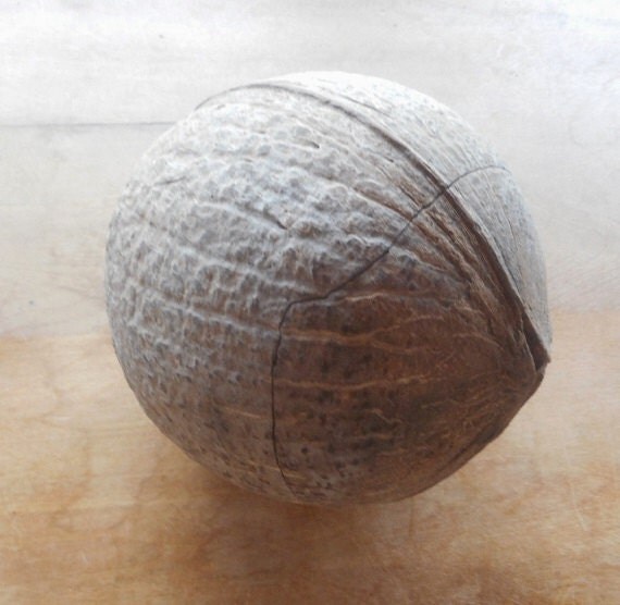 Coconut Shell Whole Shell In Two Pieces That Fit Together