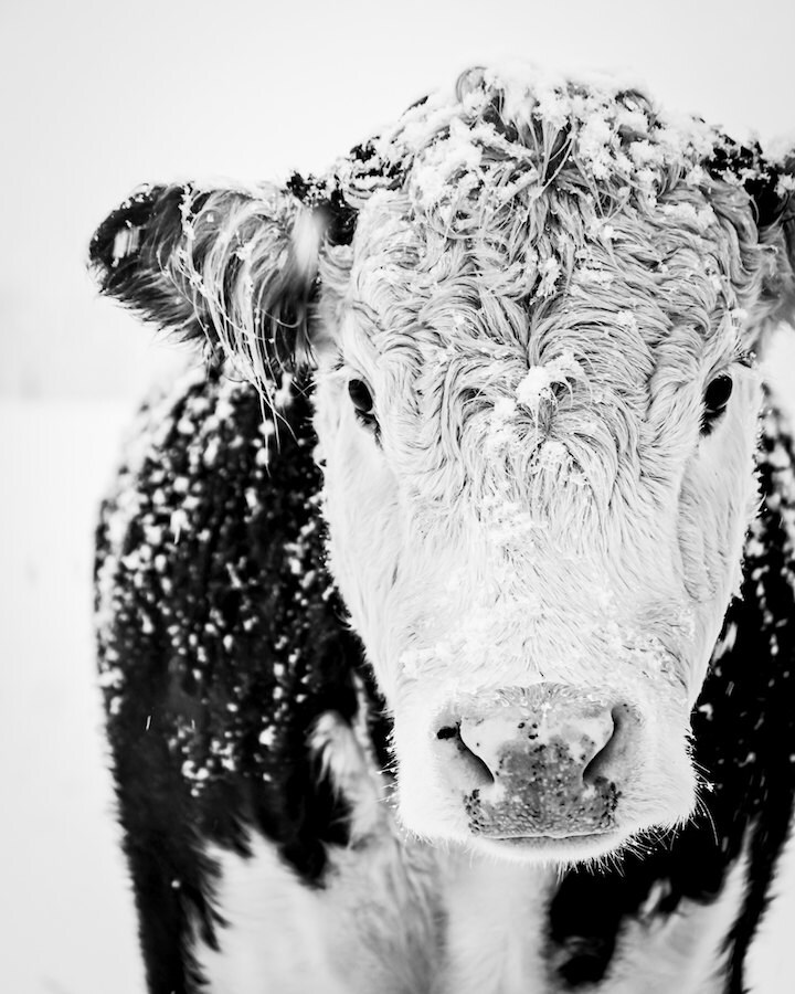 Inventive image intended for printable cow pictures Ambitious image inside printable cow pictures