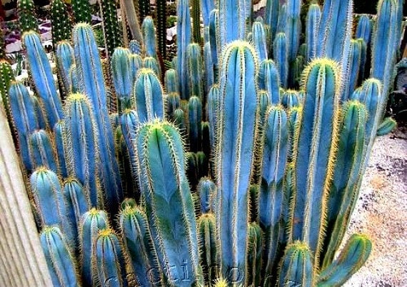 Pilosocereus azureus Blue Torch Cactus 10 seeds night