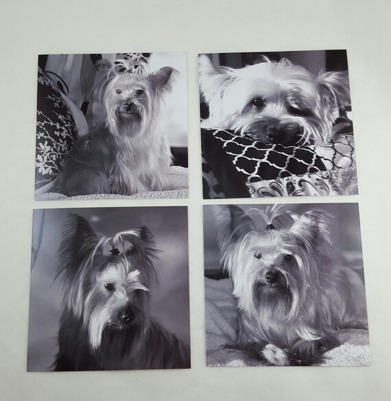 Set of 4 black and white yorkie photo prints by lovedaydesignteam
