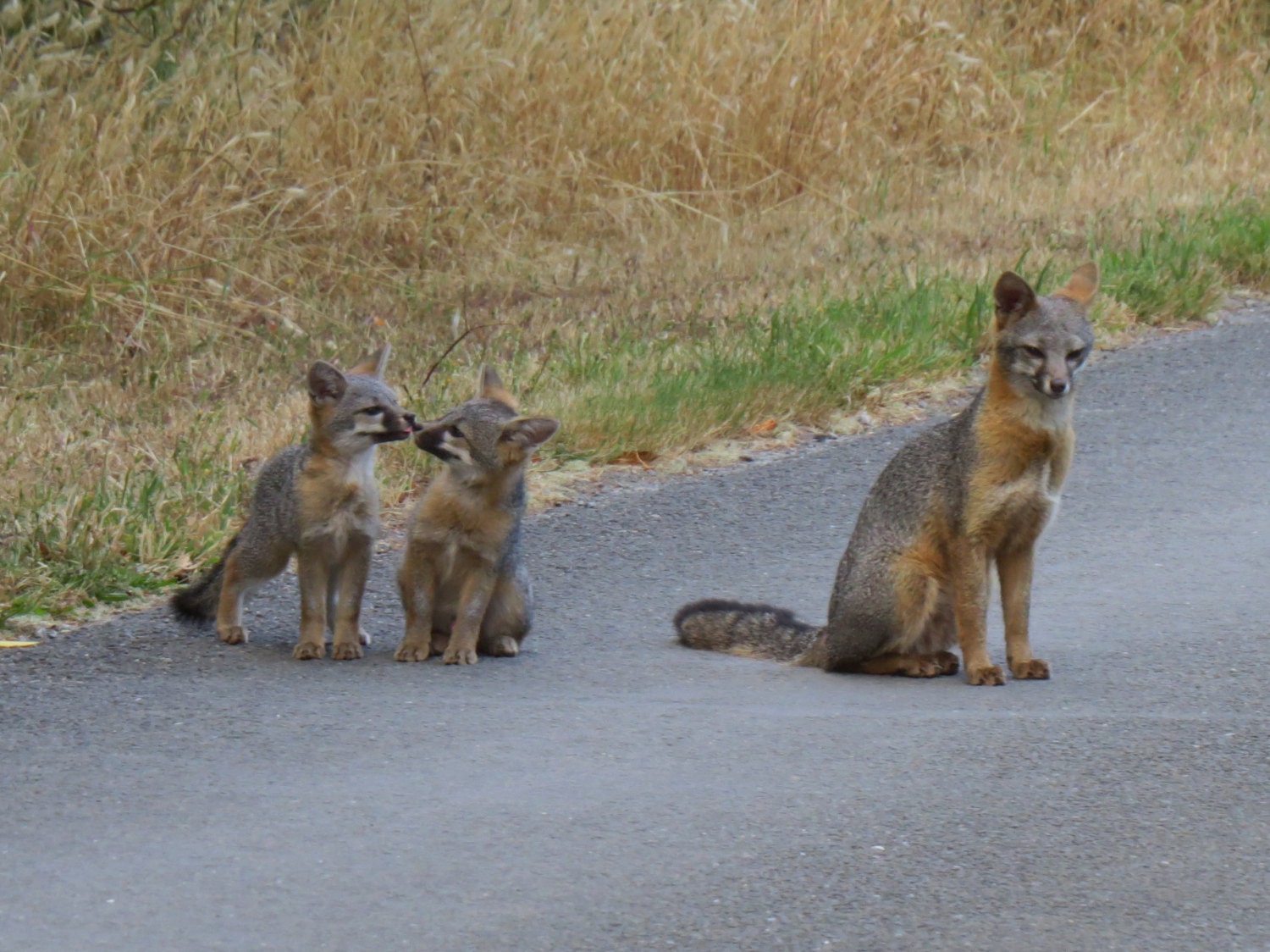 Gray Foxes in California Photo Note Cards