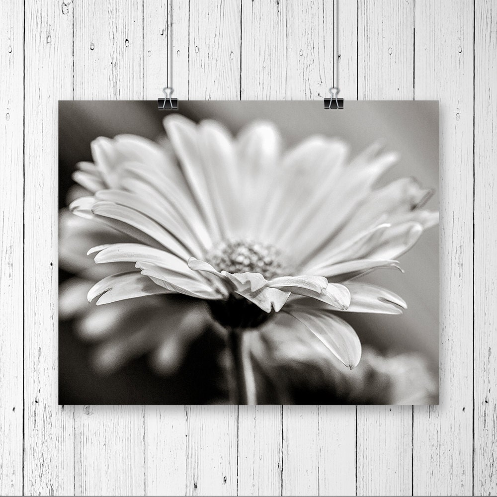Daisy Print Black and White Flower Print Daisy Art Print