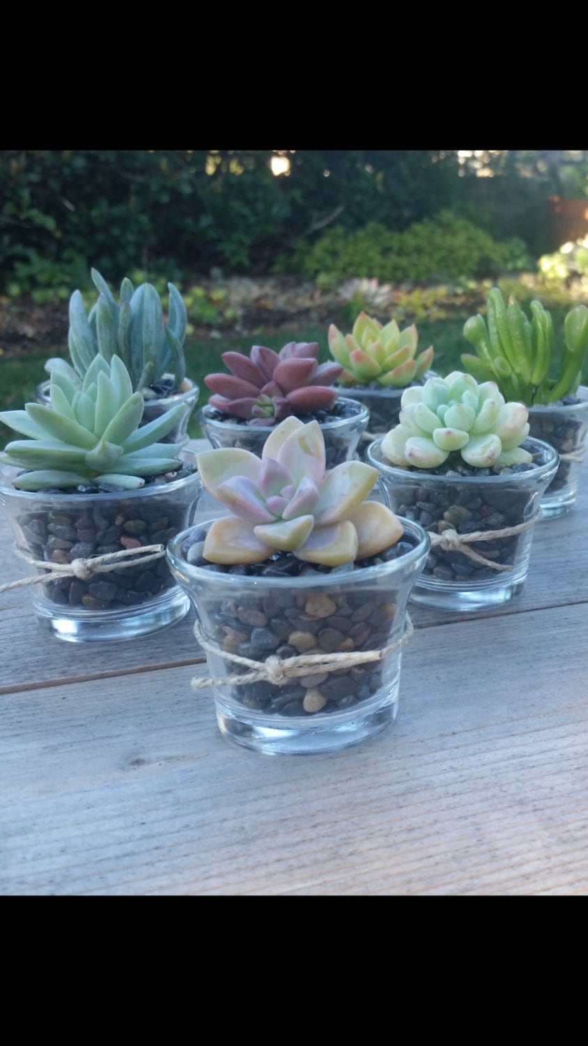 10 Succulent Wedding favor Succulent Bridal shower favor