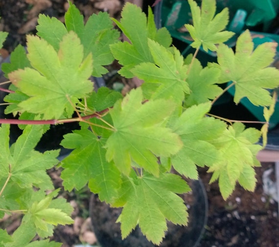 Live DEL'S DWARF Rare Japanese Maple Tree 4 by TheMapleTreeLady