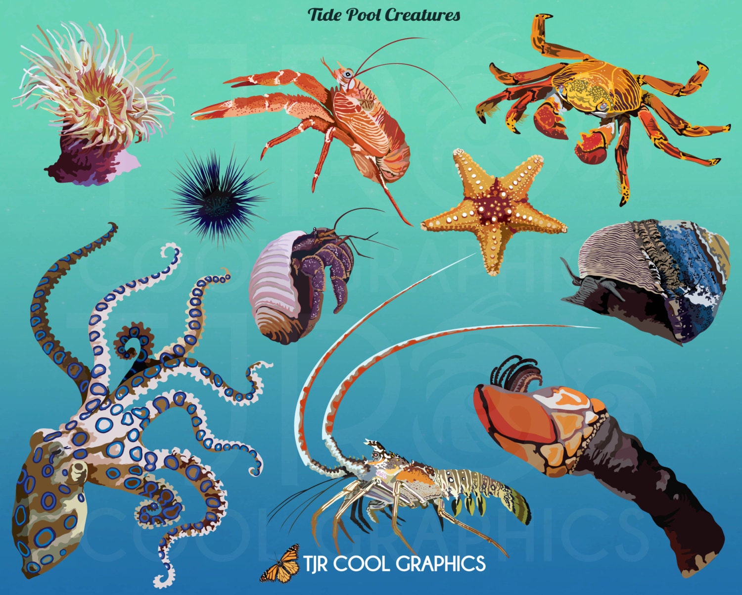 prawn tidal pools range