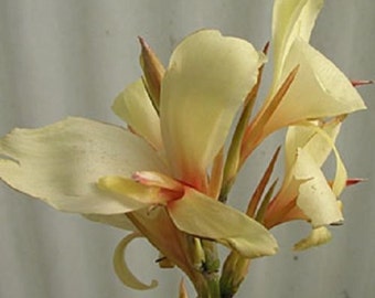 Canna Lily Seeds PRETORIA Variegated Foliage Exotic