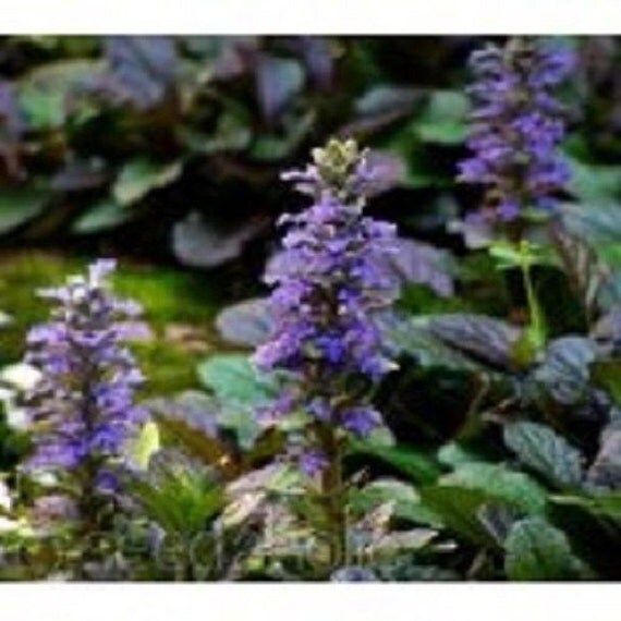 30 ajuga perennial flower seeds from seedsbycheryl on etsy studio 30 ajuga perennial flower seeds from seedsbycheryl on etsy studio