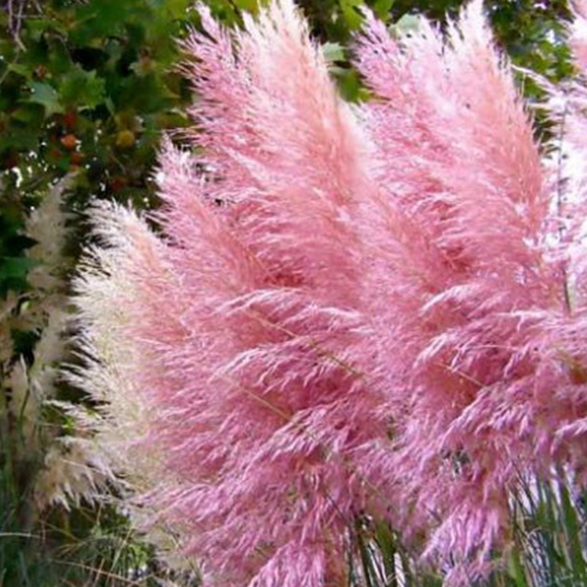 bright pink pampas grass