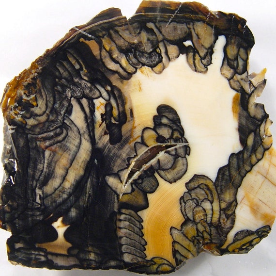 Ultra rare opalized petrified wood from Gabbs Nevada old