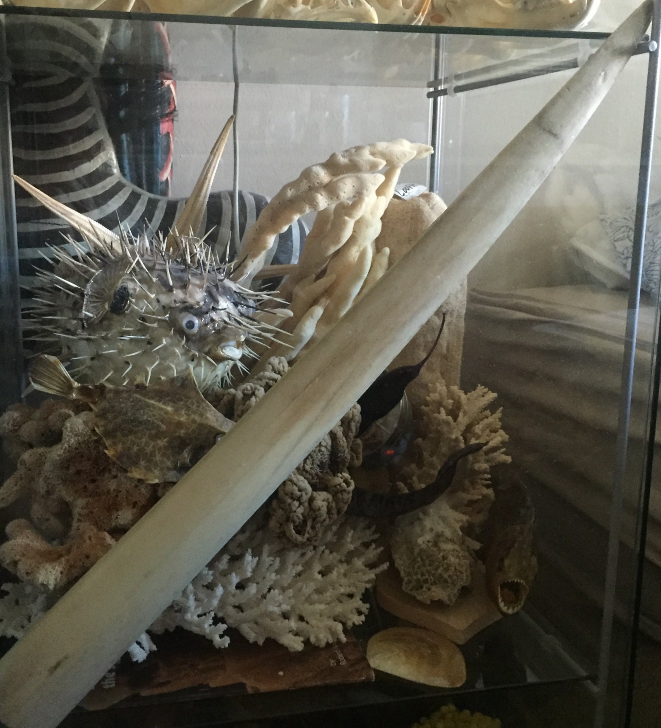 Free Shipping Genuine Swordfish Bill Taxidermy 21 inch 53cm