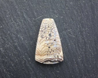 Hell's Canyon Petrified Wood Cabochon