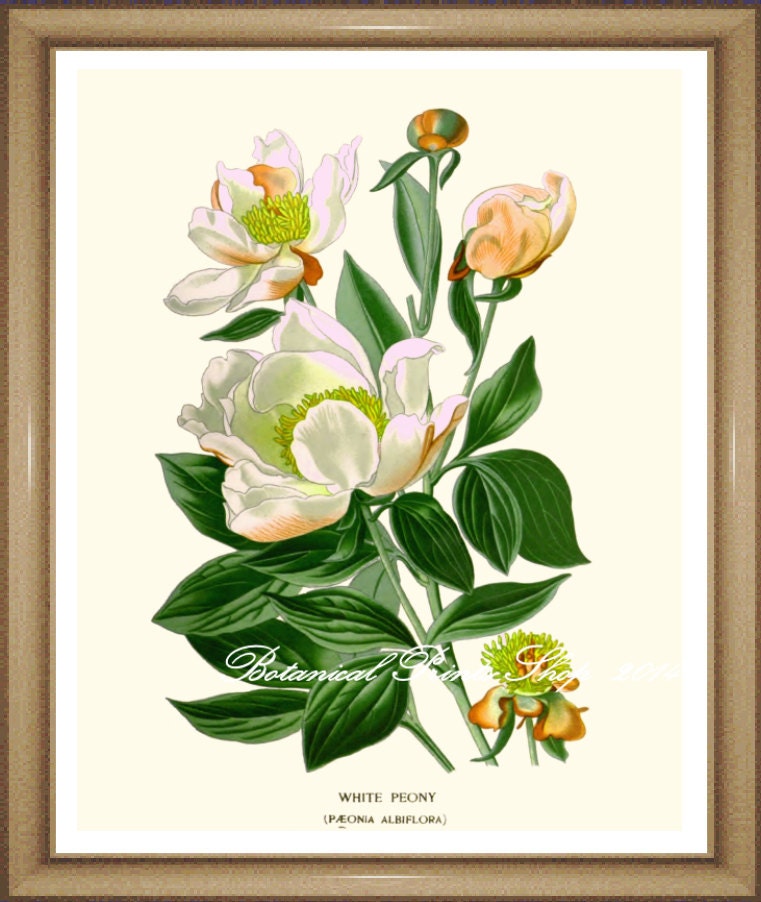 Peony Print 1. Botanical Ilustratiion. White Flower Print.