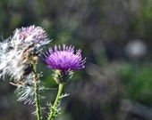 Thistle In Bloom photography,Violet Wild Flower Photos,Violet Flower,Botanical,Nature,Cottage, Rustic,Fine Art Photography Print,Home Decor Thistle In Bloom photography,Violet Wild Flower Photos,Violet Flower,Botanical,Nature,Cottage, Rustic,Fine Art Photography Print,Home Decor