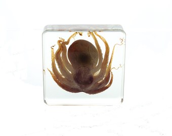 Real Octopus Paperweight