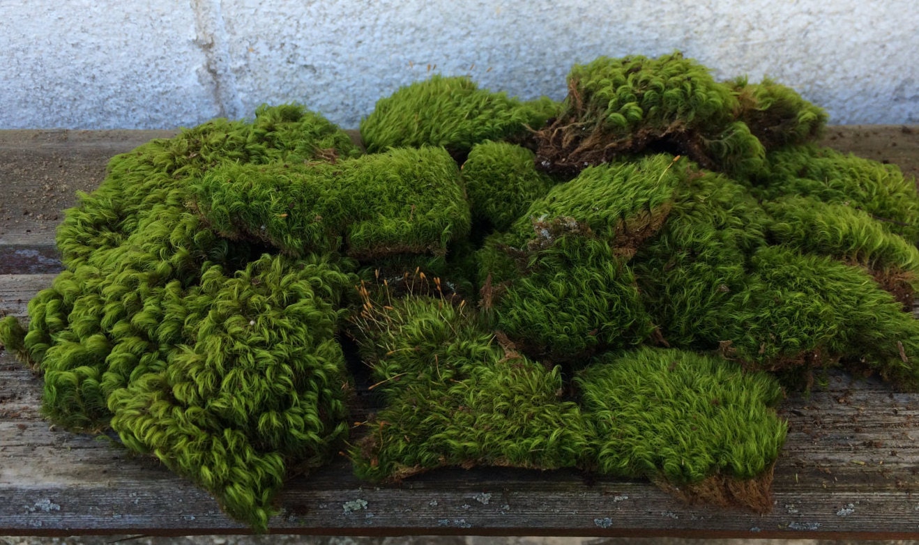 Moss Mood Moss / Frog Moss Terrariums Fairy Gardens