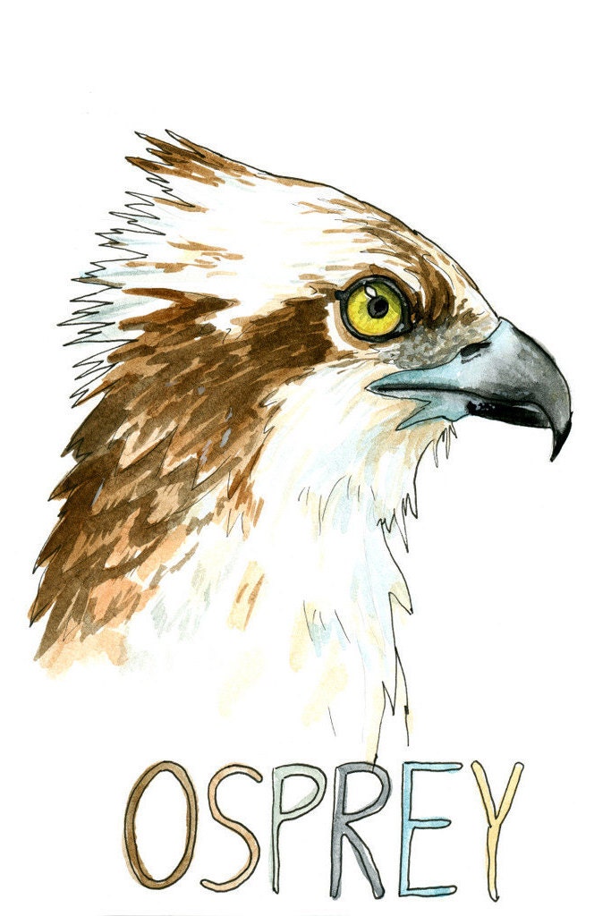 Download Osprey Print Watercolor Art Bird Of Prey Bird Art