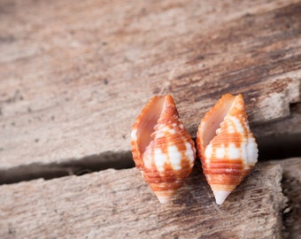 Burnt Orange Sea Shell Stud Earrings Post Earrings white beach jewelry fashion eco-friendly nautical travel vacation