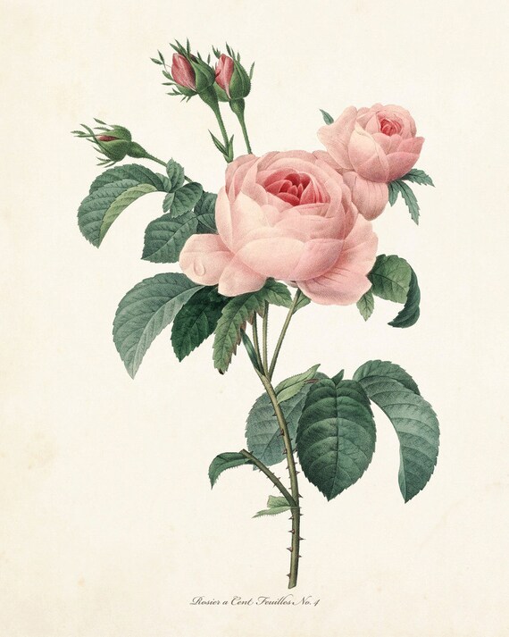 Redoute Rose Botanical Print No. 4 Botanical by BelleBotanica