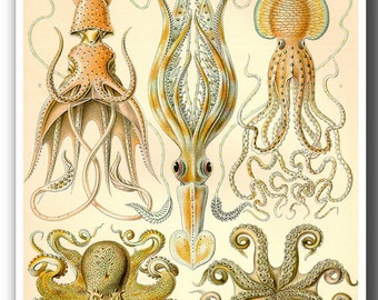 Octopus Poster, Octopus Art Print, Ernst Haeckel Octopuses Illustration, Coastal Decor, Nautical Art, Beach Art, Wall Art, Wall Hanging