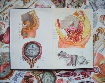 2018 Daily Planner Book / penis vagina pregnancy