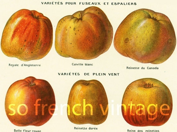 Pomme De Variete Ancienne 12 Lettres