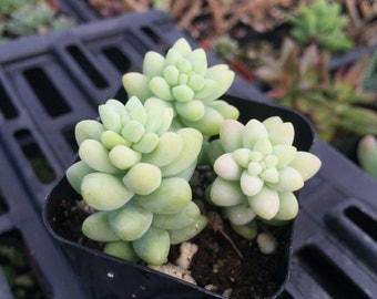 2" Succulent - Donkey's Tail