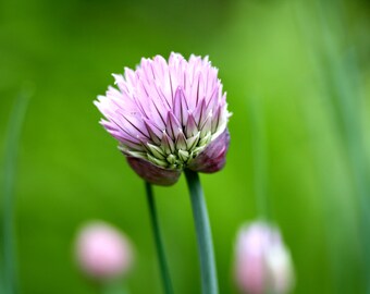 Spring Chives 8x10 print