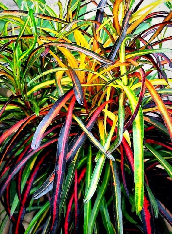 picassos paintbrush plant