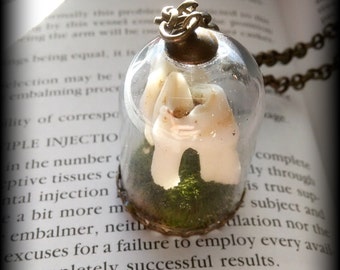 Entombed tooth, Bone jewelry, Odditites, Teeth, Deer