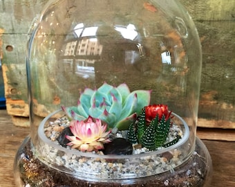 Cloche Succulent Terrarium - Succulent Terrarium Kit, Home &Living, Gift