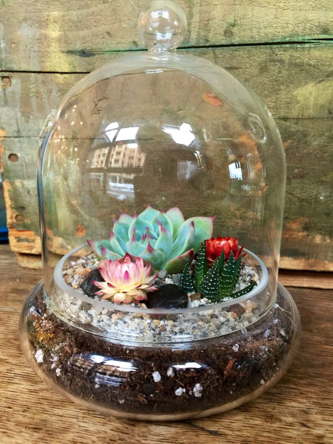 Cloche Succulent Terrarium Succulent Terrarium Kit Home