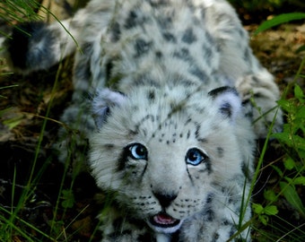 snow leopard teddy