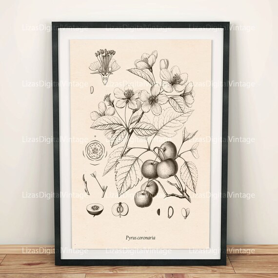 Botanical chart Large botanical prints by LizasDigitalVintage