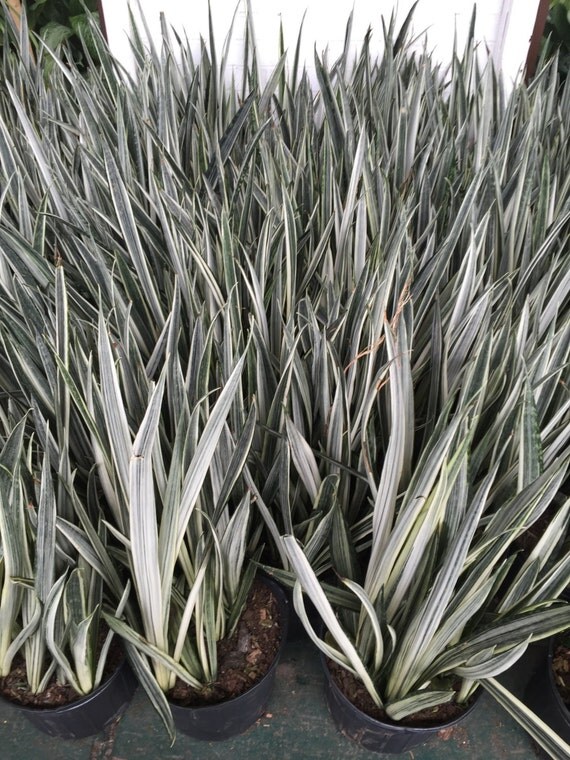 Variegated Snake Plant Hybrid 'Bantels by TropicalPlantStore