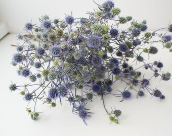 Dried Eryngium, Blue Thistles, dried Flowers,natural materials, floral