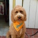 lovedogsalways