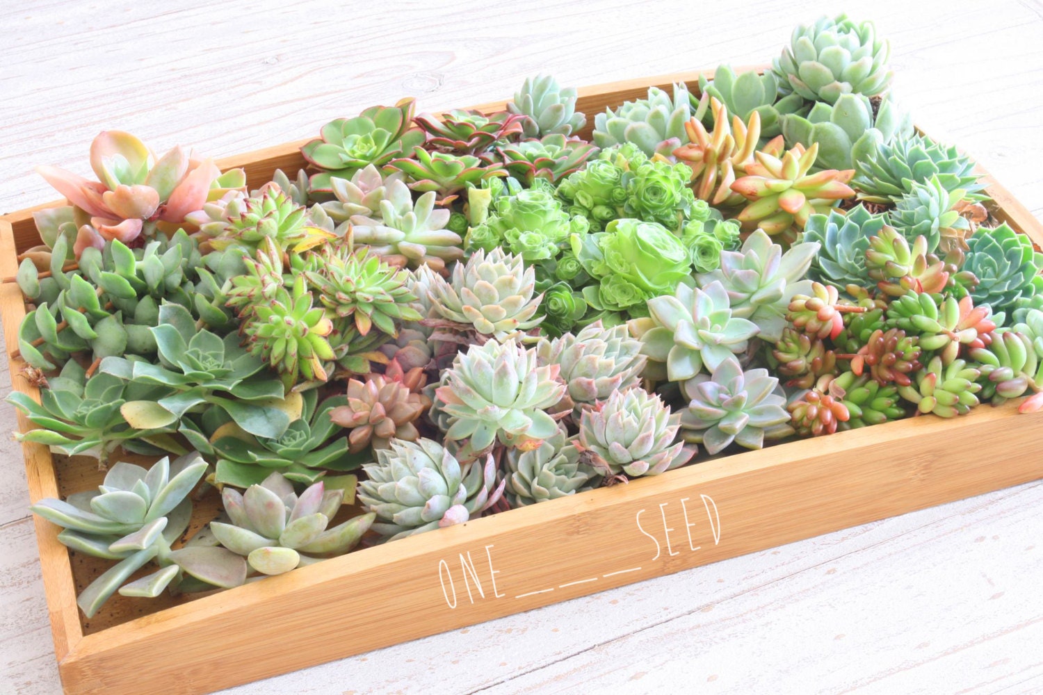 diy succulent cutting clipping arrangement display exotic diy succulent cutting clipping arrangement display exotic