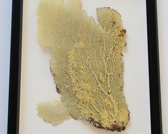 Sea fan Collection Prints Set of 4 11x14 seafan coral home