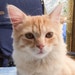 bluedenimcat