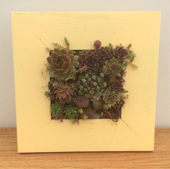 Succulent Vertical Living Wall Art YELLOW Ready to HANG