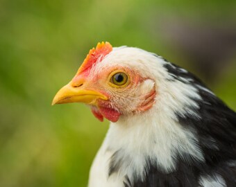 Serama Bantam Chick, Chicken Photography, Farmhouse Decor, Farm Photography, Barnyard Animal
