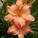 Barb Clevenger
