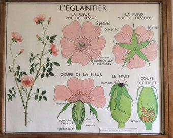 Large Stunning Vintage French School double-sided poster of a Dog Rose/ Eglantier and Peas/ pois
